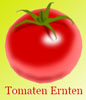 Tomaten Ernten