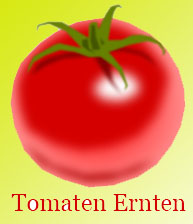 Erntezeit von Tomaten